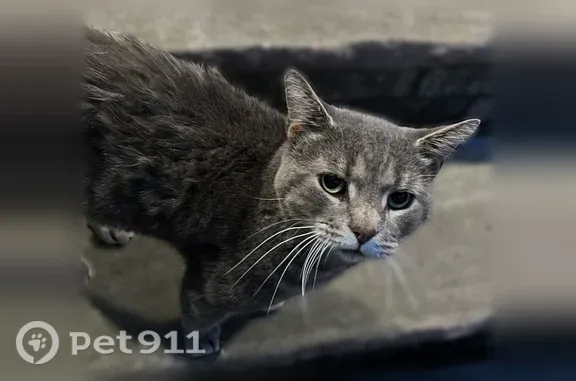 Found cat Ramblewood, photo: Found cat, Roselle, New Jersey, Ramblewood — gray male with green eyes