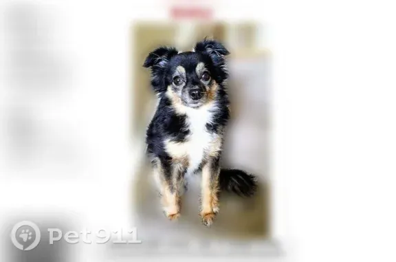 Lost dog, female, East 153rd Street, 628, Dolton — 6 lb with long black hair - photo