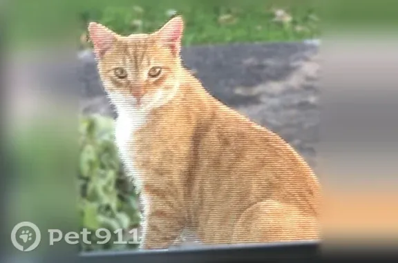 Missing cat Kenmore, photo: Lost male cat, Faraday Road, Town of Tonawanda, Kenmore — orange coat, white chest