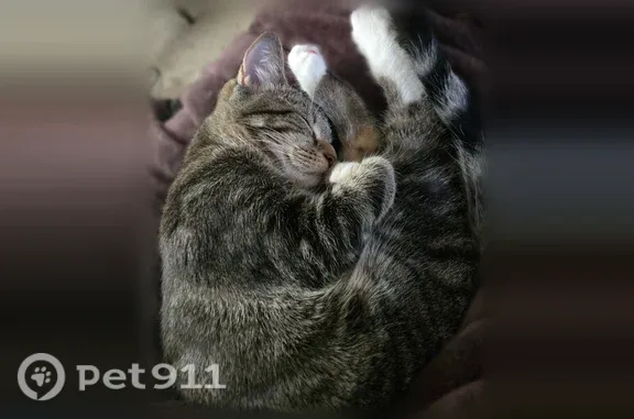 Lost cat, Ashley Lake Drive Northeast, 1224, Marietta — skittish tabby - photo