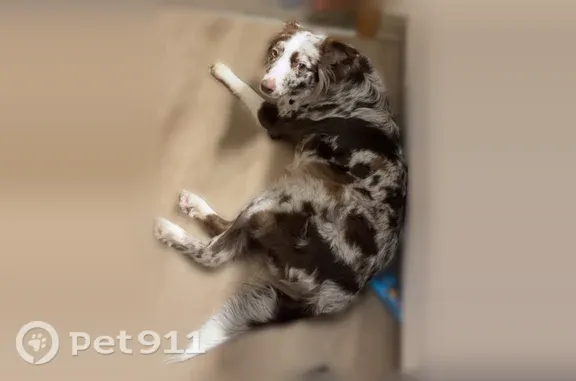 Lost female dog, Monclova Road, 10998, Monclova Township, Whitehouse — brown and white with white speckles - photo