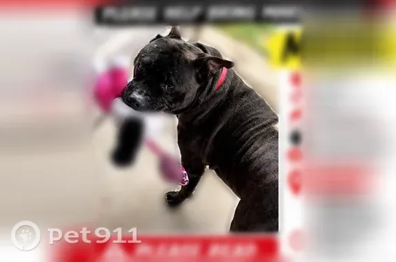 Lost male dog, Arlington Street, 1962, Pine Bluff — medium black pit with white neck and chest - photo