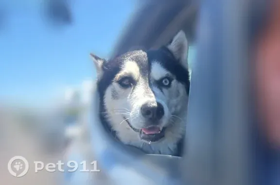 Lost pets Phoenix, photo: Lost male dog, West Indian School Road, 6730, Phoenix — one black eye and one white eye