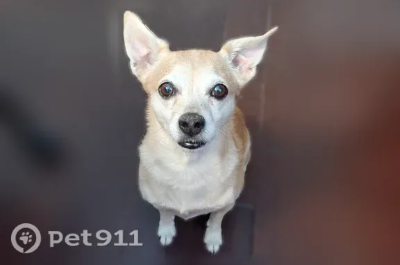 Lost dog, Doctor Martin Luther King Junior Avenue Northeast, 301, Albuquerque — 8-year-old male Chihuahua - photo