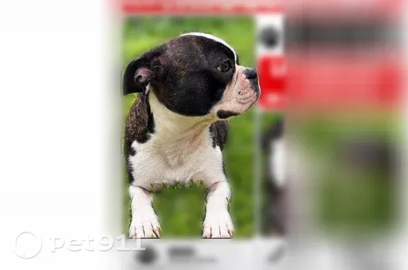 Lost pets Fort Worth, photo: Lost male dog, Greene Avenue, 4328, Fort Worth — black and white Boston terrier