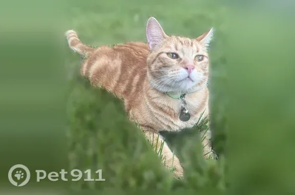 Missing cat Boise, photo: Lost cat, West Richmond Street, 819, Boise — male orange tabby without a collar