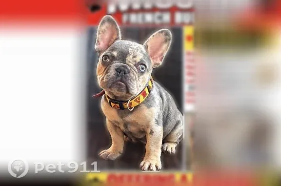Lost dog, Lakeview Avenue, 400, Anaheim, Anaheim — male tiny puppy with a pizza collar - photo