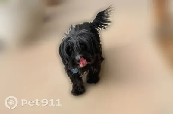 Lost male dog, Retriever Street, Fort Stockton — black Yorkie poo - photo