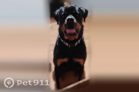 Missing dog Kernersville, photo: Lost male dog, Banbridge Road, North Carolina, Kernersville — large black and brown Rottweiler