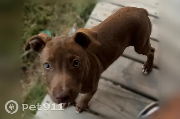 Lost female dog, Lorado Loop, 124, Piney — brown coat and white-tipped paws - photo