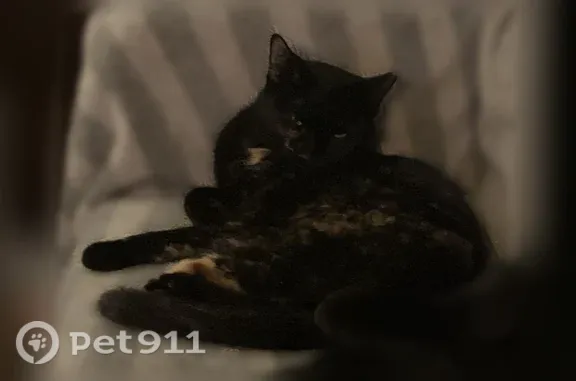 Lost cat, South 82nd Street, 1558, West Allis — female tortoiseshell with a tipped ear - photo
