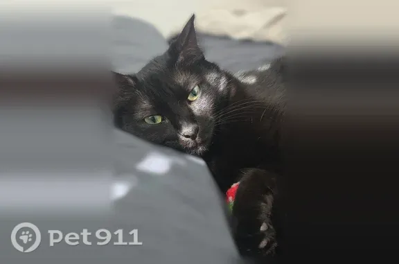 Black with tabby stripes in daylight, beautiful bright green eyes, she's a sweetheart loves to talk and play fetch she went missing around 3:30 in the morning