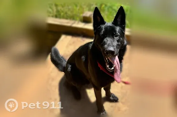 Lost dog, Slippery Elm Way, Charlotte — male, all-black fur - photo