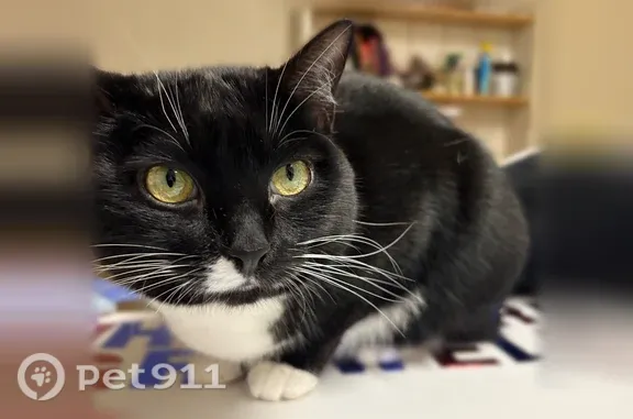 Lost female cat, Port Royal Court, Wilmington Island — tuxedo cat named Figgy - photo