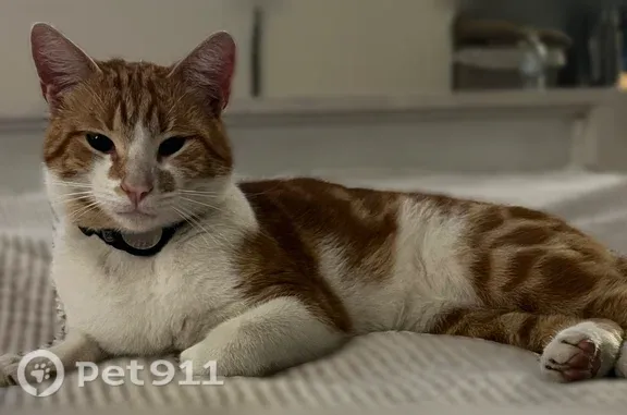 Missing cat Cypress, photo: Lost cat, Spruce Court, 9823, Cypress — orange male cat