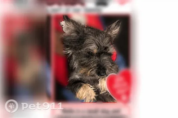 Lost female dog, Waukegan — about five pounds with white paws - photo