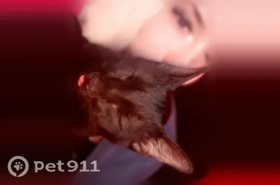 Missing cat Hackett, photo: Lost male cat, Country Aire Loop, 5027, Hackett — petite black cat
