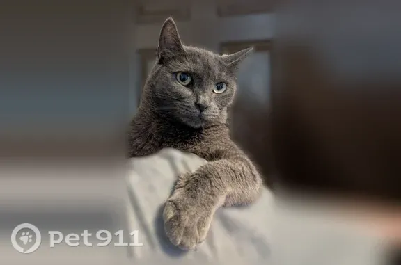 Lost male cat, Leafdale Avenue, 2749, El Monte, Monrovia — gray, no collar - photo