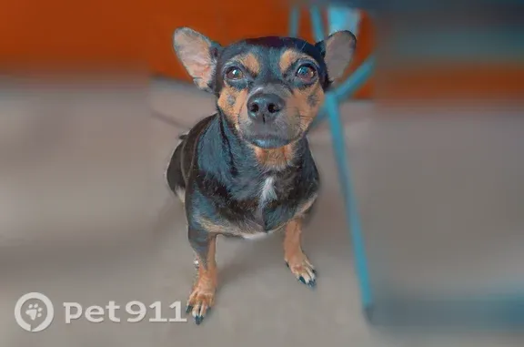 Missing dog Newport News, photo: Lost female dog, Meridian Parkway, 92, Newport News — small, black and brown