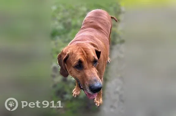 Lost dog, Tacoma, Washington, Redmond — male red bloodhound - photo