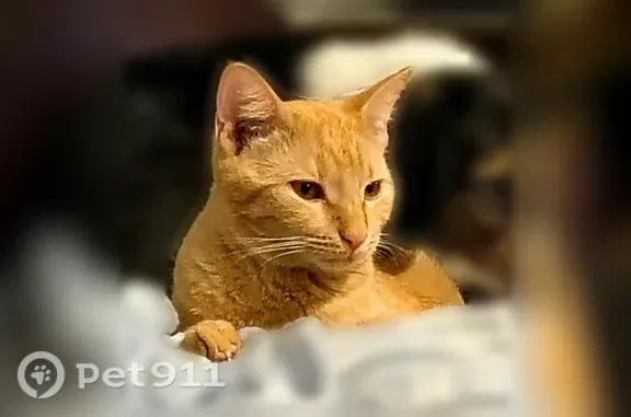 Lost male cat, Blueberry Hill, 405, Austin — microchipped nighttime outdoor cat - photo