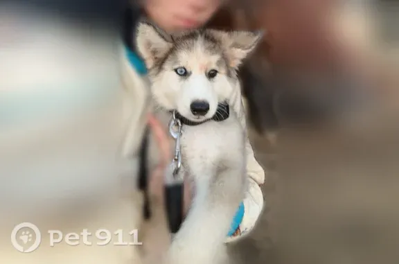 Lost dog, Wildwood Road, 5947, Kingston — female puppy with one blue eye - photo