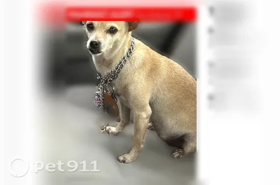 Missing dog Cibolo, photo: Lost dog, North Loop 1604 East, 6909, San Antonio, Cibolo — small female Chihuahua with a curly tail