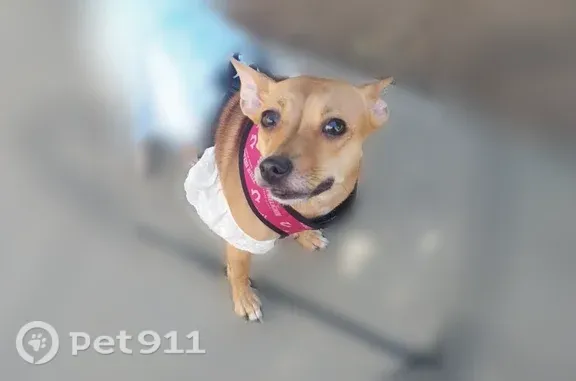 Lost dog, 1st Avenue, 3543, Sacramento — female, tan, no collar - photo