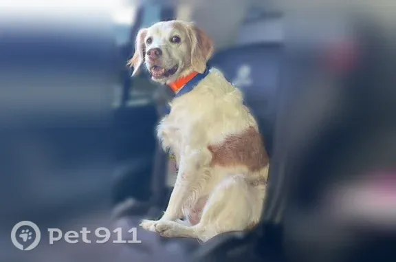 Lost female dog, Keller Way, 24, Downingtown — white with faded red spots - photo