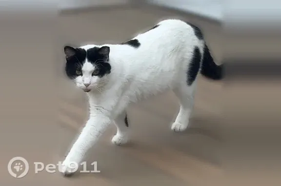 Lost cat, 2nd Street Southeast, Altoona, Ree Heights — Bandit, white with black spots - photo