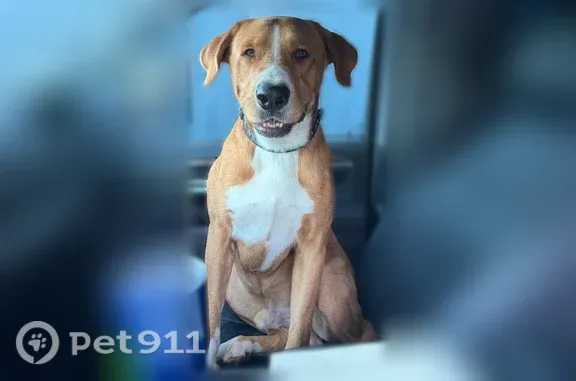 Lost dog, East I Street, 909, Ontario — male with a white facial stripe - photo