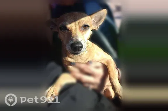 Missing dog Oatman, photo: Lost dog, Alamo Road, 6102, Golden Valley, Los Angeles — 5-year-old female Chihuahua