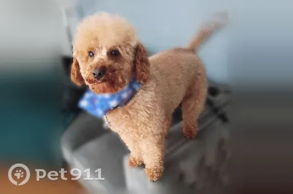 Lost dog, South Christiana Avenue, 8100, Chicago — male with tan, short curly hair - photo