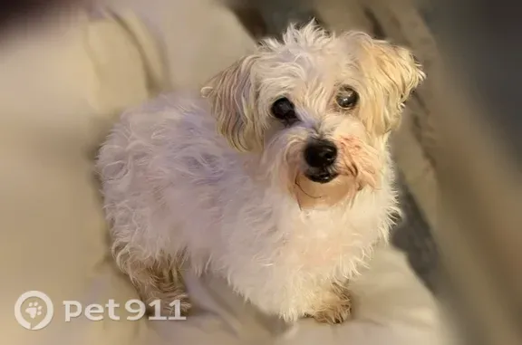 Lost dog, male, Mount Auburn Avenue, 1030, Dallas — senior white terrier mix - photo