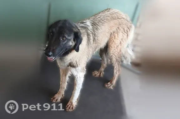Found dog Iowa Park, photo: Found dog, Church Camp Road, Texas, Iowa Park — female with a white coat and black face