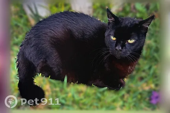 Lost Cat, Ashcroft Landing Drive, 554, Jacksonville, Ormond Beach — Black Female, 13 Years Old - photo