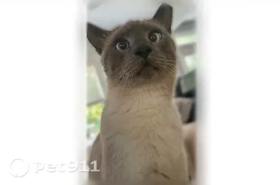 Lost male cat, Kelly Mill Road, 4350, Cumming — Siamese with a limp - photo