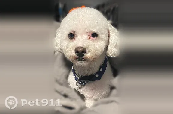 Lost dog, Stanford Avenue, 11028, Los Angeles — male white poodle mix, microchipped - photo