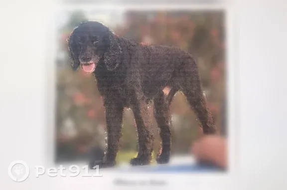 Missing dog Punta Gorda, photo: Lost dog, Colony Court, 3400, Punta Gorda — losing eyesight and hearing