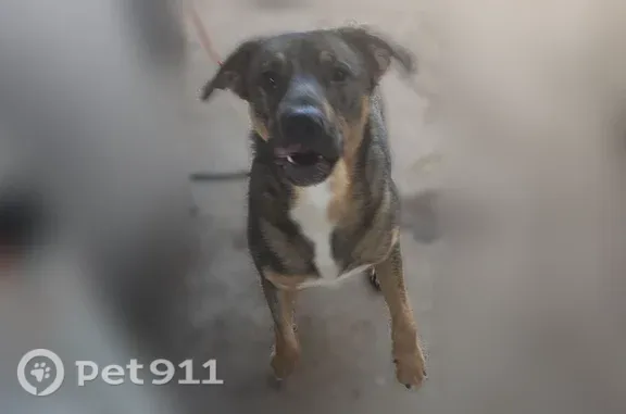 Missing dog San Antonio, photo: Lost Dog, Mission Road, 2315, San Antonio — male, Brindal