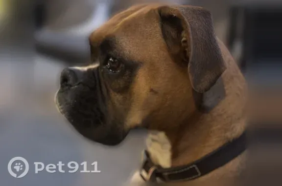 Missing dog Bakersfield, photo: Lost female dog, Bridge Pass Drive, 509, Bakersfield — black mask