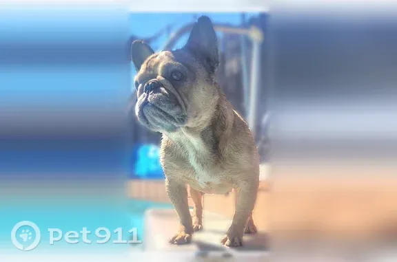Lost dog, Rio Linda Boulevard, 4221, Sacramento — female, tan and friendly - photo