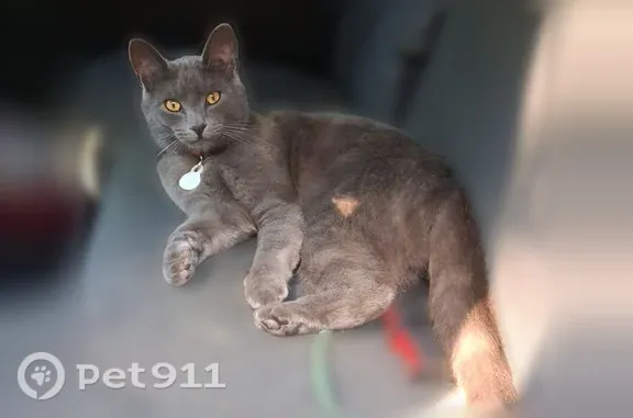 Lost cat, Maplewood Avenue, 20, Barre — male, blue-gray, wearing a collar with a tag - photo