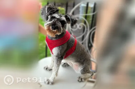 Lost dog, Calumet Avenue, Valparaiso, Arlington — female with a black and grey coat - photo