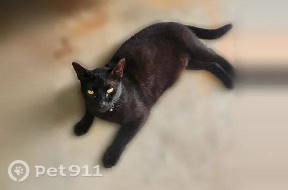 Missing cat Friendswood, photo: Lost cat, Penny Wayne Lane, 904, Friendswood — male with yellow eyes