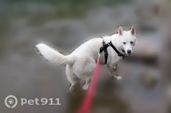 Lost dog, East Kingman Avenue, 163, Battle Creek — female white Husky named Traviesa - photo