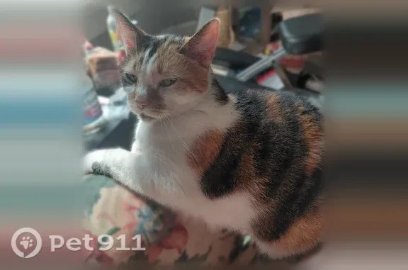 Missing cat Milwaukee, photo: Lost Cat, South 11th Street, 1223/1223A/1225/1225A, Milwaukee — Female Calico