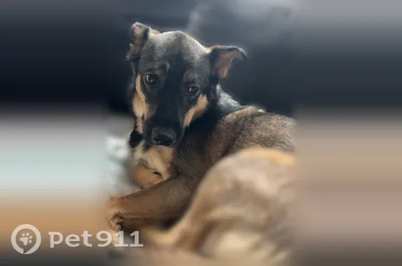 Lost dog, South Oakdale Avenue, 215, Salina — fearful male husky mix - photo