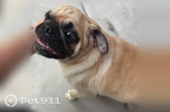 Found dog Houston, photo: Found dog, Meadow View Court, 8423, Houston — male pug