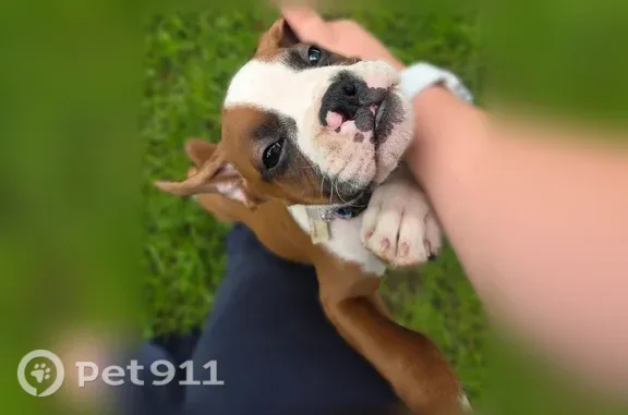 Lost dog, male, Kelly Hill Road, 8448, Village of Fredonia, Brocton — fawn and white boxer puppy - photo